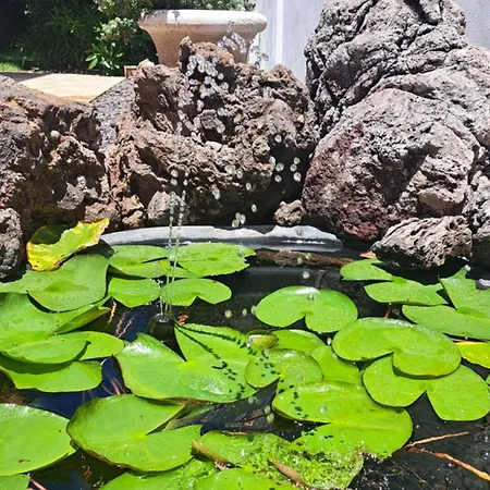 Gecko וילה